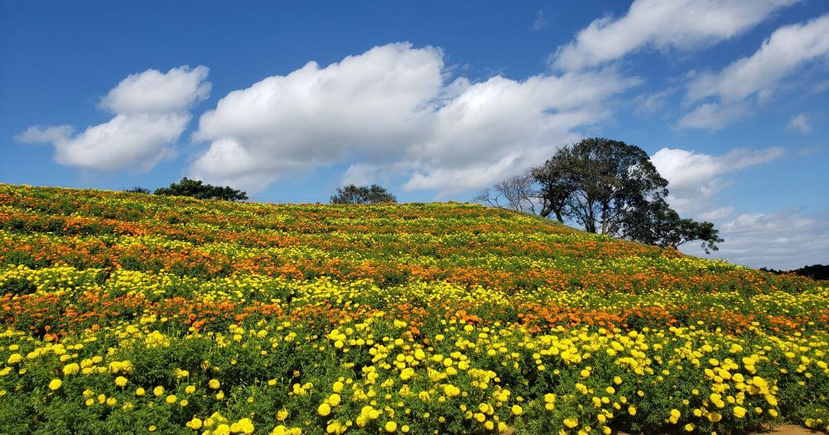 千葉県でおすすめの退職代行13選!料金やサービスの選び方を解説