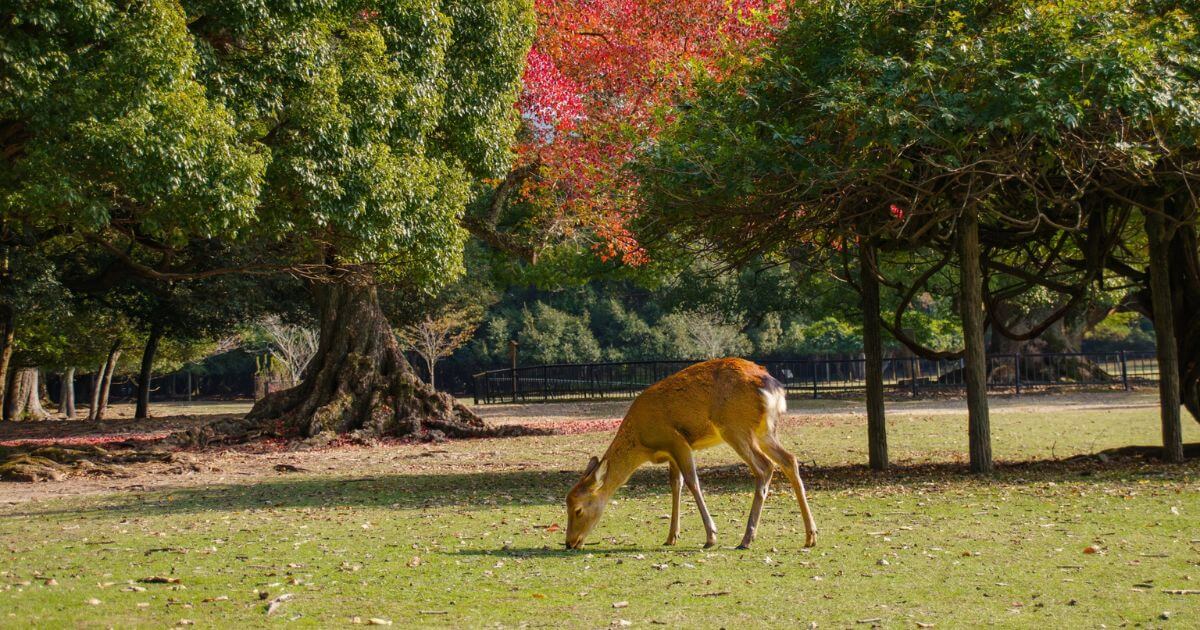 奈良県でおすすめの退職代行13選!サービスの選び方や注意点を解説